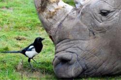 九游网页版 -冲浪夜战：泰山飞鹰队绝杀塞外犀牛队，速度优势明显反击锐度十足(黑豹vs金刚狼)